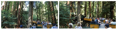 http://img4info.modetour.com/109/USA/WEST/NEW/redwood1.jpg